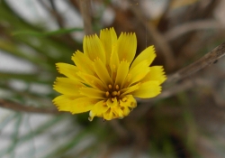 MicroserisLanceolata4.JPG